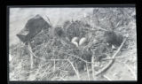 Herring Gull nest and eggs