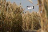 Norden' wheat.