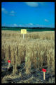 Era' wheat, U of M variety, developed by Minnesota Agricultural Experiment Station, released in 1970, a
