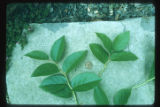 Salal, Gaultheria shallon, shoots for comparison with Sal, Shorea robusta, of India