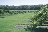 Milroy Vineyard near Redwood Falls, Minnesota.