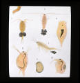 Crustaceans, etc.,
