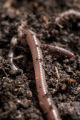 Earth worms. Earth worms.