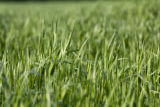 Morning dew on forage grass, mid-June of exceptionally wet spring and early summer.