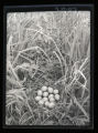 Ring-necked Pheasant nest and eggs