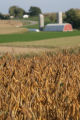 Dairy farms in Wabasha County, near the bluffs overlooking Lake Pepin.
