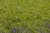 Potential alternative legume crops being investigated by University of Minnesota researchers.