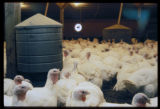 Turkey research at the University of Minnesota.