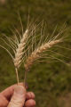 Norden' wheat