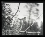 Nighthawk, adult crossways on branch, disturbed by our presence near young