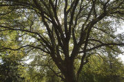 The original 'St. Croix' elm tree near Afton, Minnesota. Resistant to Dutch elm disease.