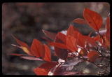 Blueberry plant in fall color.