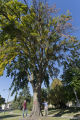 Bob Blanchette (left) and Ben Held (right) looking at Dutch elm disease infected American elm that has been marked to remove in St. Paul, Minnesota.