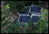 Blueberry harvest of potential new varieties.