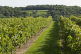 Cannon River Winery and vineyard in the Sogn Valley, Goodhue County, Minnesota.
