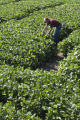 Soybean plots of University of Minnesota soybean researcher Seth Naeve for soybean production research.