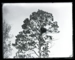 Eagles Nest, Elk Lake