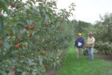 Apple breeding at the University of Minnesota.