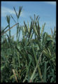 Finger Millet