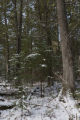 Old white cedar trees and balsam fir understory near the North Shore of Lake Superior.