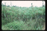Marshes adjacent to the La Venta archaeological zone in Northwest Tabasco state, Mexico. Note Cyperus giganteus similar to Cyperus Papyrus