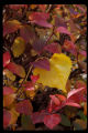 Blueberry plant in fall color.