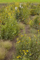 Perennial sunflowers of Michael (Mikey) Kantor, in breeding plots on the University of Minnesota's St. Paul campus.