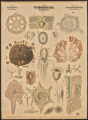 (Typus) Coelenterata, Hohlthiere. (Classe) Porifera, Schwäme (Ordnung) Tetractinellidae, Vierstrahler