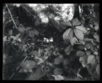 Ruffed Grouse nest