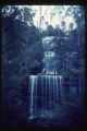 Russell Falls, Dicksonia tree ferns
