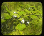 Calla palustris in a tamarack swamp near Vadnais Lake