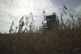 Soybean plot harvest at the University of Minnesota, Southern Research and Outreach Center, Waseca.