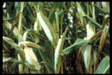 Snow on corn, moisture content still too high.