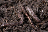 Earth worms. Earth worms.
