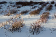Blueberry beds buried in snow at the North Central Research and Outreach Center, Grand Rapids, Minnesota.