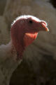 Turkey research, flock at Rosemount Research and Outreach Center, University of Minnesota.