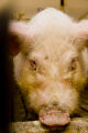 Teaser boar used in the University of Minnesota's swine breeding program.