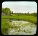 Castalia odorata (Nymphaea odorata)