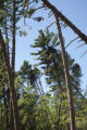 Blow down of old red and white pines on the Chippewa National Forest, Minnesota, in July, 2012.