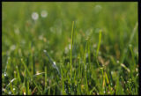 Turf grass
