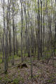 Low lying, mixed maple-basswood-elm hardwood forest in early spring. South side of Leech Lake, Minnesota.