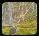 Coniferous Forest showing many fallen trees