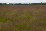 Turf grass seed production field, near harvest time.