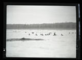 Ringnecked Ducks