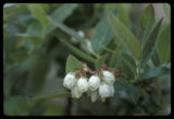Blueberry blossom, University of Minnesota horticultural research project at the North Central Research and Outreach Center, Grand Rapids.