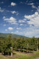 Apple Valley orchard grows University of Minnesota Honeycrisp apples in the foothills of the North Cascades.