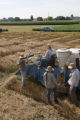 Harvesting wheat research plots using small scale combine. St. Paul Campus, University of MInnesota.