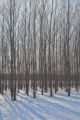 Hybrid aspen, Kandiyohi County, Minnesota, in March.