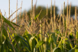 Corn tassels at the University of Minnesota, West Central Research and Outreach Center, Morris, Minnesota.