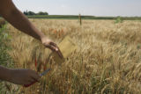 Making selections in wheat research plots, St. Paul Campus.
